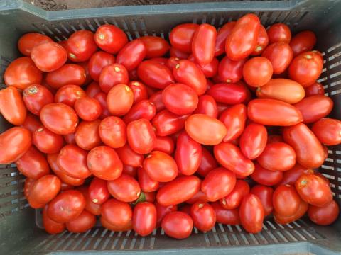 Lucullus típusú paradicsom eladó Hajdúdorogon Lucullus típusú paradicsom eladó Hajdúdorogon