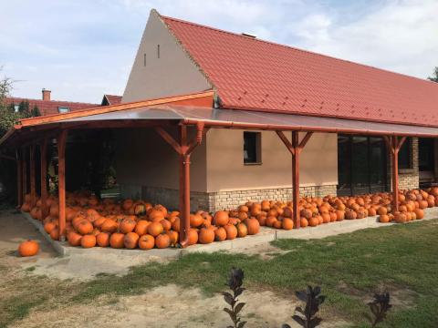 Halloween tök eladó Halloween tök eladó