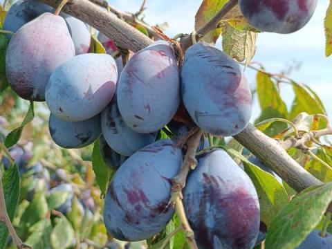 Szilva szedd magad lehetőség Nyíregyházán Szilva szedd magad lehetőség Nyíregyházán