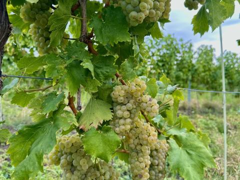 Eladó olaszrizling borszőlő Eladó olaszrizling borszőlő