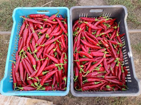 Fűszerpaprika eladó Fűszerpaprika eladó