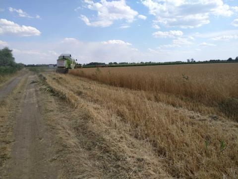 Tönkölybúza, Tönkölybúza,