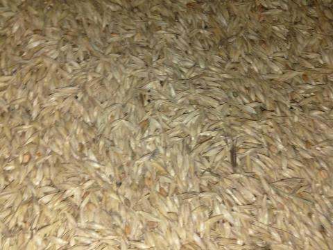 Alakorbúza Alakorbúza