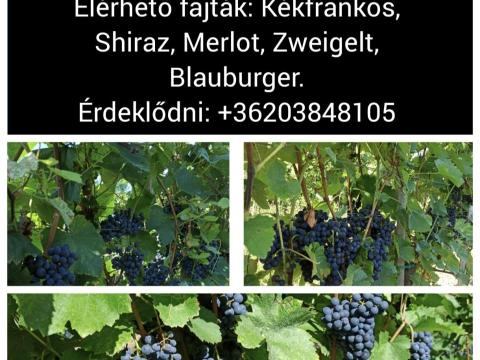 Eladó Szekszárdi borszőlő – Kékfrankos, Merlot, Zweigelt, Blauburger, Shiraz Eladó Szekszárdi borszőlő – Kékfrankos, Merlot, Zweigelt, Blauburger, Shiraz