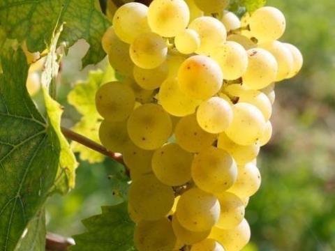 Olaszrizling borszőlő eladó Nagyrédén Olaszrizling borszőlő eladó Nagyrédén