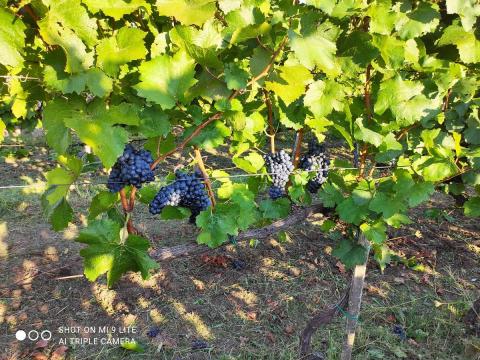 Egri borvidékről kékfrankos szőlő eladó Egri borvidékről kékfrankos szőlő eladó
