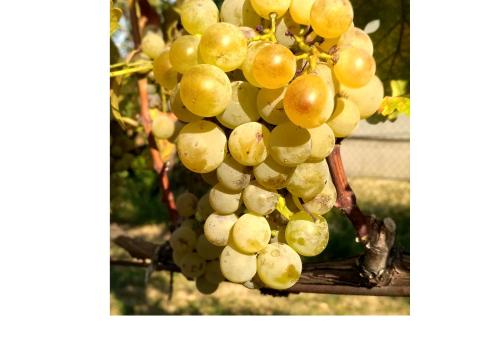 Vegyes, fehér borszőlő Vegyes, fehér borszőlő