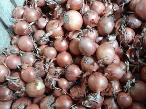 Vöröshagyma eladó Vöröshagyma eladó