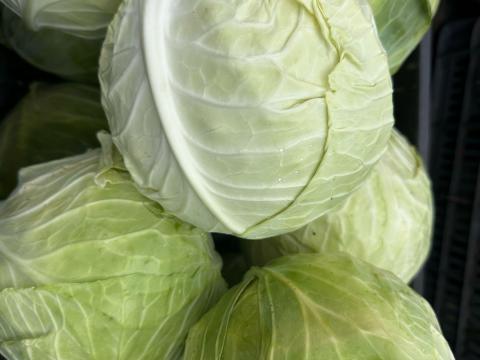 Káposzta, fejeskáposzta