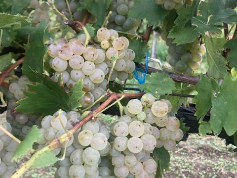 Olaszrizling akció Kéthelyen Olaszrizling akció Kéthelyen