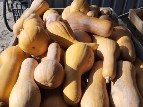 4 kg alatti beja sütőtök kis és nagy tételben eladó 120 Ft/kg áron 4 kg alatti beja sütőtök kis és nagy tételben eladó 120 Ft/kg áron