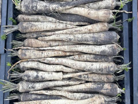 Petrezselyem gyökér termelőtől, friss áru eladó Petrezselyem gyökér termelőtől, friss áru eladó