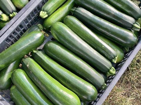 Olajzöld cukkini elado Olajzöld cukkini elado