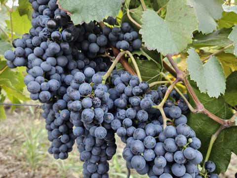 Merlot szőlő eladó Balatonaligán Merlot szőlő eladó Balatonaligán