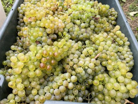 Zöld Veltelini és Ezerjó borszőlő eladó Móron Zöld Veltelini és Ezerjó borszőlő eladó Móron