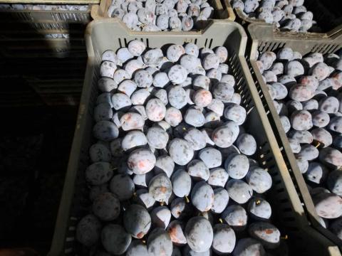 TopHit szilva eladó TopHit szilva eladó