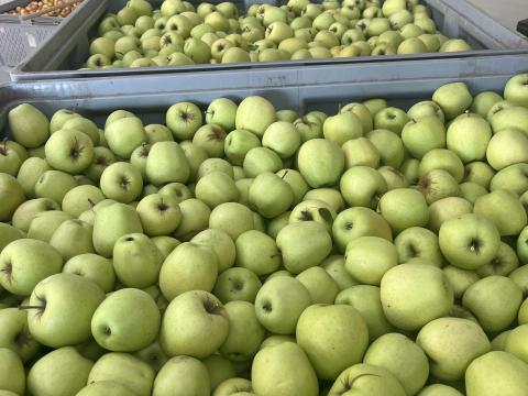 Golden alma eladó nagy tételben, kiváló minőségben Golden alma eladó nagy tételben, kiváló minőségben