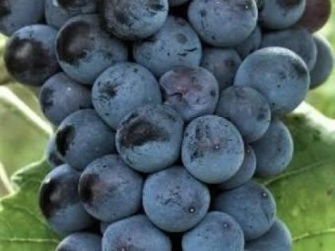 Otello szőlő eladó Nagyrédén, kiváló minőségben Otello szőlő eladó Nagyrédén, kiváló minőségben