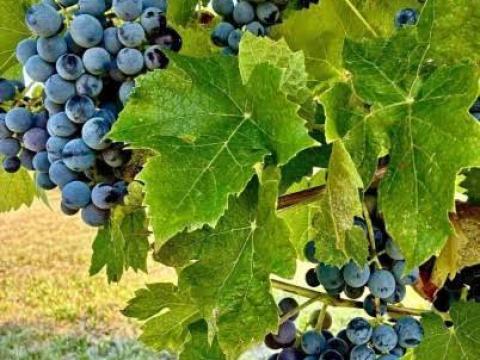 Otello szőlő eladó Nagyrédén Otello szőlő eladó Nagyrédén