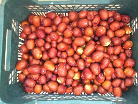 Kínai datolya eladó – Ziziphus jujuba termés Kínai datolya eladó – Ziziphus jujuba termés