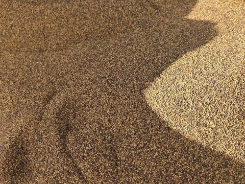 Gea Bio csávázatlan lucerna vetőmag eladó Gea Bio csávázatlan lucerna vetőmag eladó