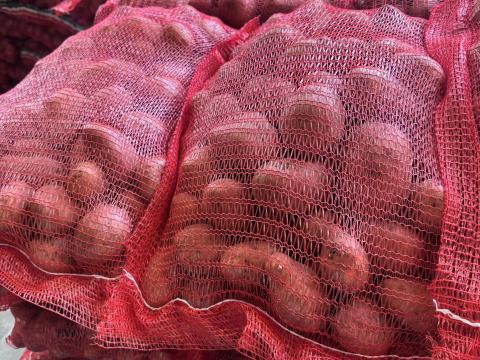 Bellarosa burgonya eladó Érden – friss burgonya kedvező áron Bellarosa burgonya eladó Érden – friss burgonya kedvező áron