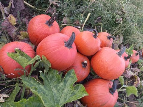 Halloween tök Halloween tök