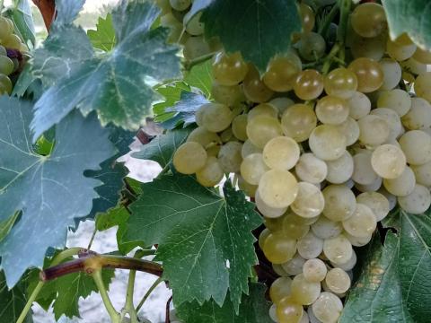 Eladó borszőlő Dunaújvárosban, Zalagyöngye, Ottonel Muskotály, Tramini fajták Eladó borszőlő Dunaújvárosban, Zalagyöngye, Ottonel Muskotály, Tramini fajták