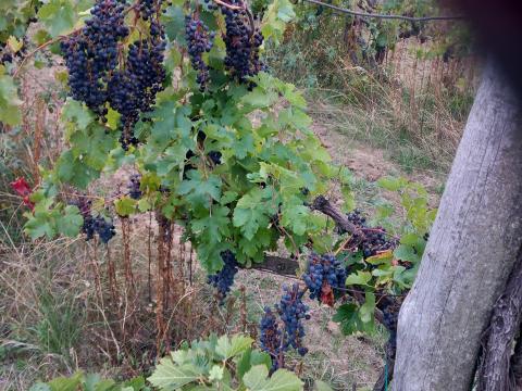 Kiváló minőségű Merlot borszőlő eladó a Mátra nyugati lábánál Kiváló minőségű Merlot borszőlő eladó a Mátra nyugati lábánál