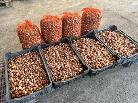 Makói dughagyma nagy tételben eladó Makói dughagyma nagy tételben eladó