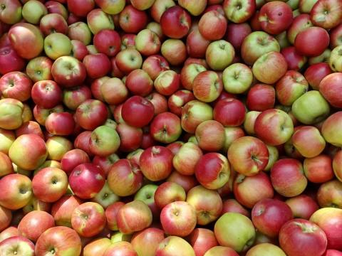 Szabolcsi Jonathan, Golden, Idared étkezési alma eladó Szabolcsi Jonathan, Golden, Idared étkezési alma eladó