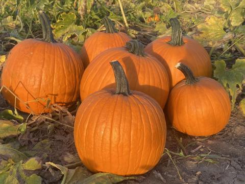 Halloween tök Halloween tök