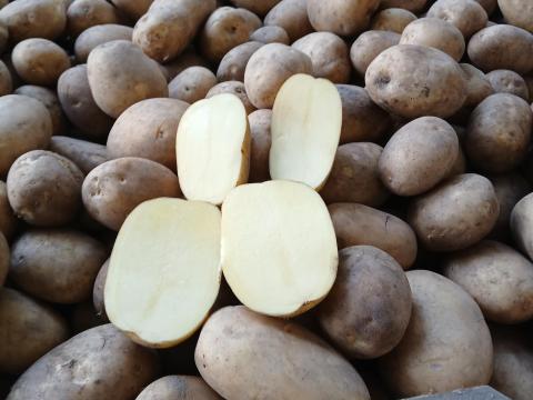 Sárga étkezési burgonya eladó - Colomba fajta, kiváló ízű, többféle kiszerelésben Sárga étkezési burgonya eladó - Colomba fajta, kiváló ízű, többféle kiszerelésben