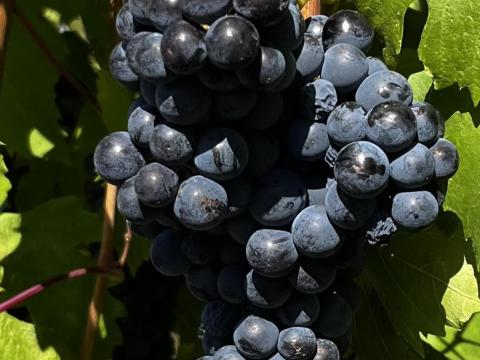 Cabernet Sauvignon kézi szüretelésű szőlő eladó Cabernet Sauvignon kézi szüretelésű szőlő eladó