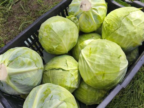 Eladó fejes káposzta Alsónémedin – Bronco fajta Eladó fejes káposzta Alsónémedin – Bronco fajta