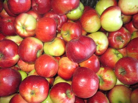 Cefrének való Gála és Pinova alma eladó Bujon Cefrének való Gála és Pinova alma eladó Bujon