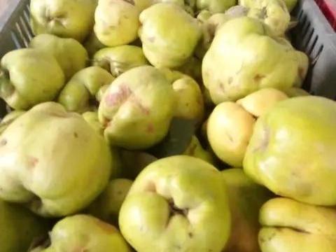 Eladó! Frissen szedett birsalma Eladó! Frissen szedett birsalma