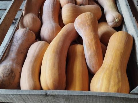 Nagyméretű Beja sütőtök étkezési célra, kis és nagy tételben eladó 80 Ft/kg áron Nagyméretű Beja sütőtök étkezési célra, kis és nagy tételben eladó 80 Ft/kg áron