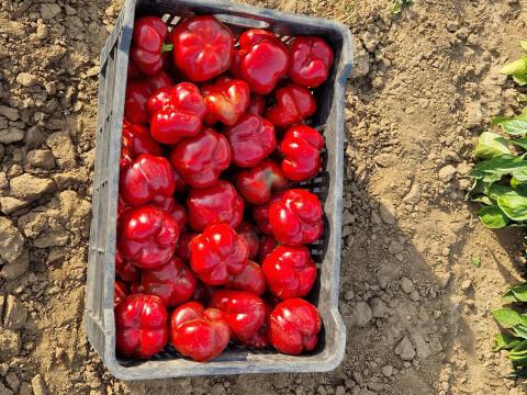 Pritamin paprika eladó Létavértesen Pritamin paprika eladó Létavértesen