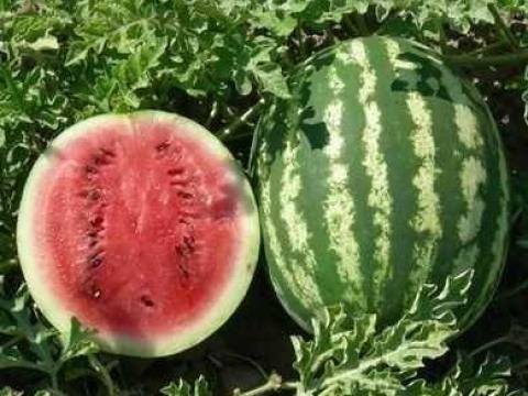 Dinnye eladó – friss Crimson Sweet dinnyék kis- és nagy tételben Dinnye eladó – friss Crimson Sweet dinnyék kis- és nagy tételben