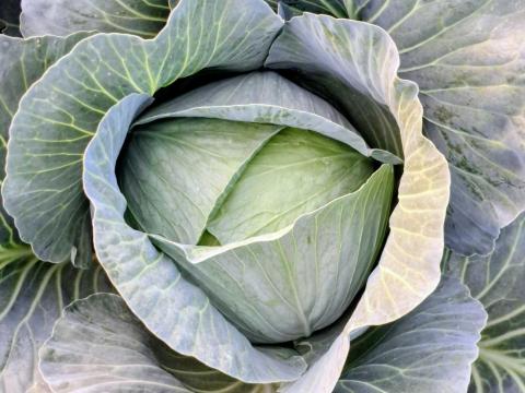 Fejes káposzta Agressor Fejes káposzta Agressor