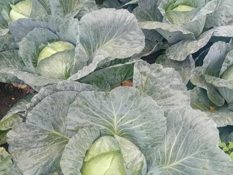 Agressor fejeskáposzta termelőtől eladó Agressor fejeskáposzta termelőtől eladó