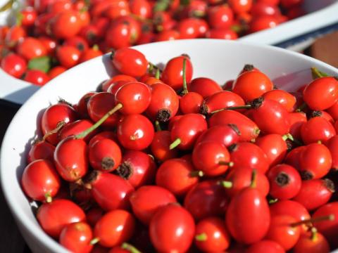 Csipkebogyó eladó - friss bogyós gyümölcs közvetlenül a termelőtől Csipkebogyó eladó - friss bogyós gyümölcs közvetlenül a termelőtől