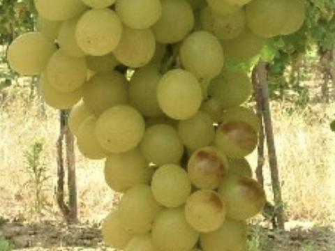 Muskotály eladó kis és nagy tételben az egri borvidékről Muskotály eladó kis és nagy tételben az egri borvidékről