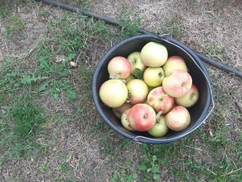 Alma eladó termelőtől - Golden, Idared, Granny Smith, Jonagold Alma eladó termelőtől - Golden, Idared, Granny Smith, Jonagold