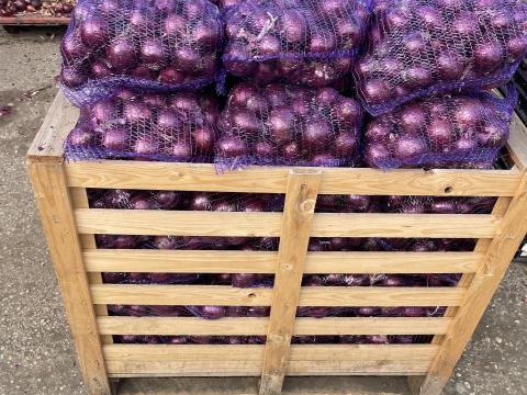 Eladó lilahagyma Eladó lilahagyma