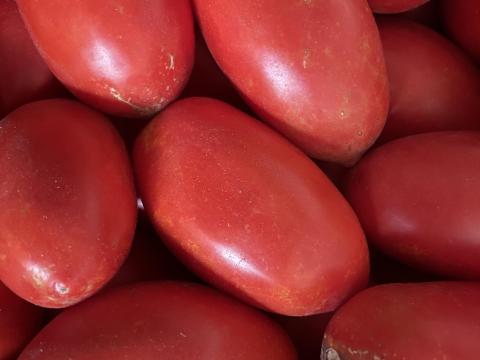 Paradicsom eladó Paradicsom eladó