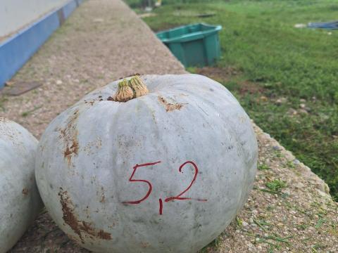Nagydobosi bio sütőtök eladó – nagy tételben, Biokontroll tanúsítvánnyal Nagydobosi bio sütőtök eladó – nagy tételben, Biokontroll tanúsítvánnyal
