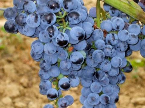 Otelló szőlő eladó Otelló szőlő eladó