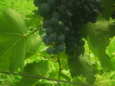 Cabernet Sauvignon szőlő eladó Cabernet Sauvignon szőlő eladó